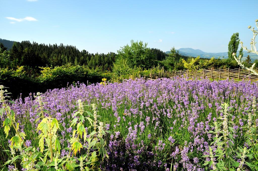 Sulamith Ferienhaus Mit Garten ซังคท์คาไทรน์ อัม ออฟเฟนเอก ห้อง รูปภาพ